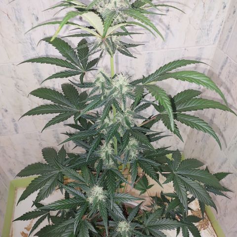Maigualida growlog photo: Lámpara al 100% de Power desde Hoy. 