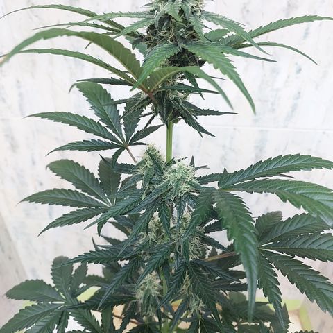 Maigualida growlog photo: Lámpara al 100% de Power desde Hoy. 