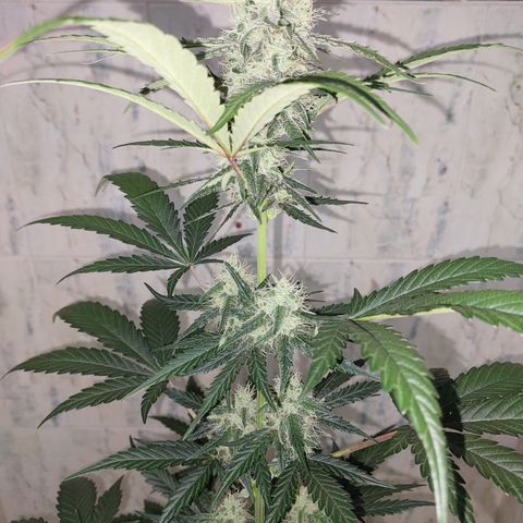 Maigualida growlog photo: Lámpara al 100% de Power desde Hoy. 