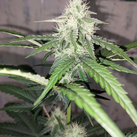Maigualida growlog photo: Lámpara al 100% de Power desde Hoy. 