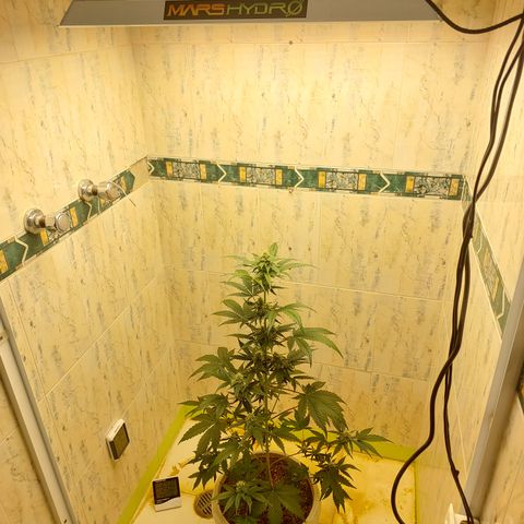 Maigualida growlog timeline photo