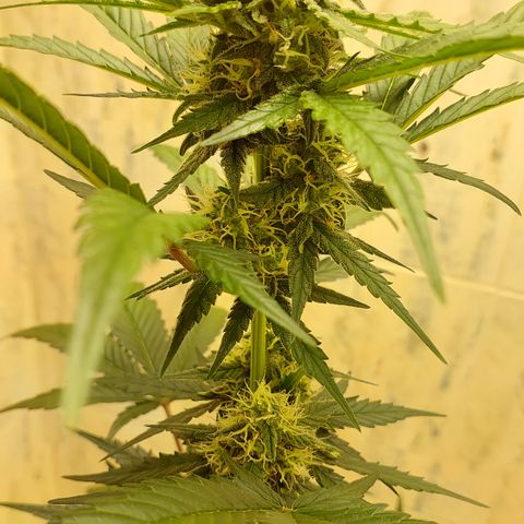 Maigualida growlog timeline photo
