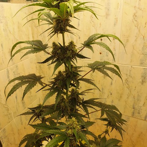 Maigualida growlog timeline photo