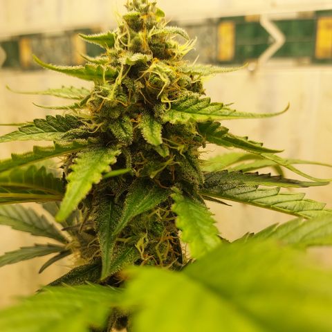 Maigualida growlog timeline photo
