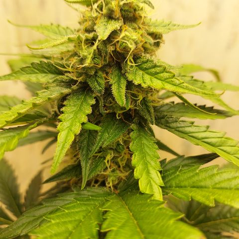Maigualida growlog timeline photo