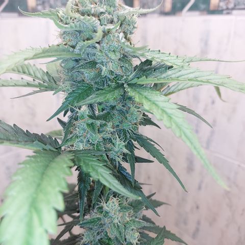 Maigualida growlog timeline photo