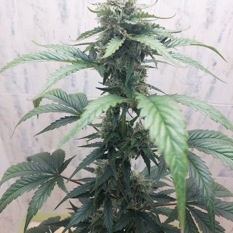 Maigualida growlog timeline photo
