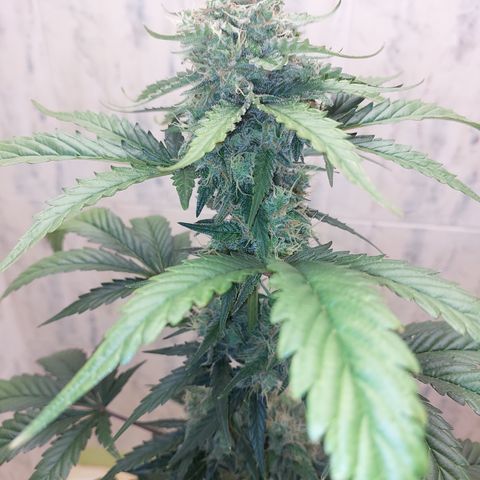 Maigualida growlog timeline photo