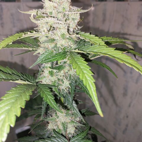 Maigualida growlog timeline photo