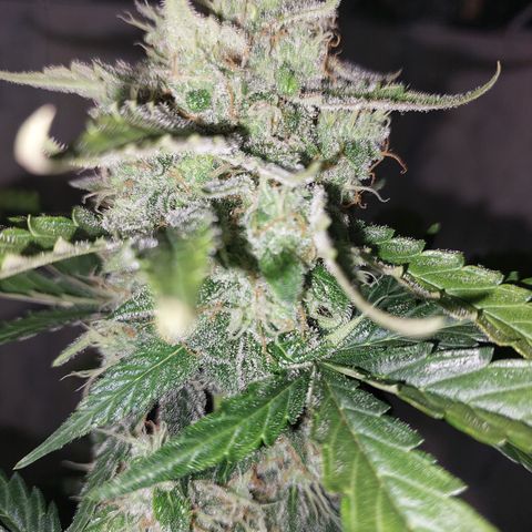 Maigualida growlog timeline photo