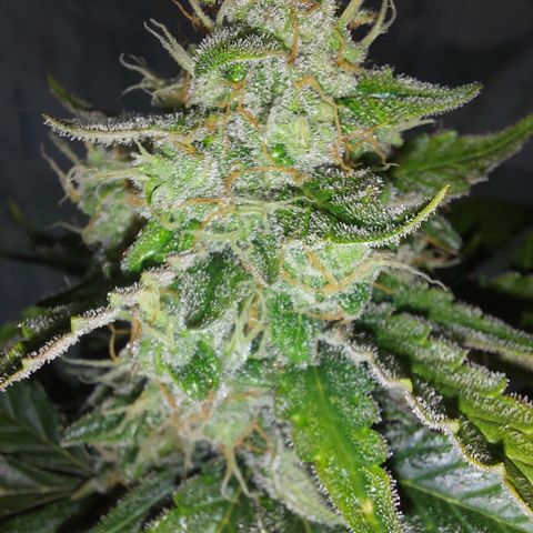 Maigualida growlog timeline photo