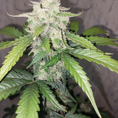 Maigualida growlog timeline photo