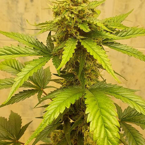 Maigualida growlog timeline photo