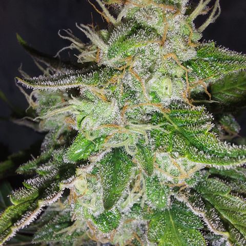 Maigualida growlog timeline photo