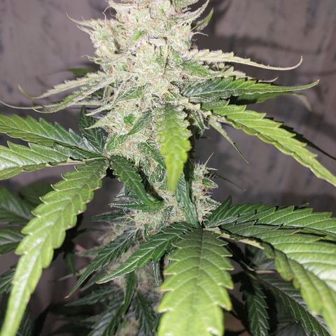 Maigualida growlog timeline photo