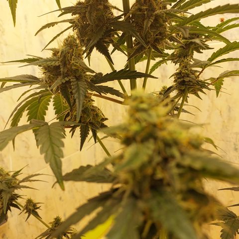 Maigualida growlog timeline photo