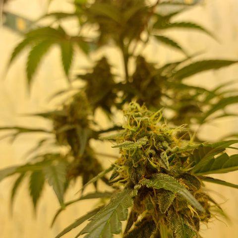 Maigualida growlog timeline photo
