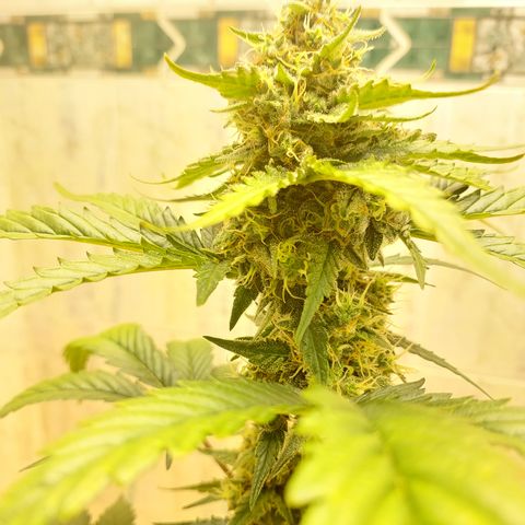 Maigualida growlog timeline photo