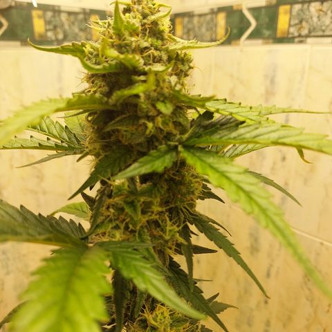 Maigualida growlog timeline photo