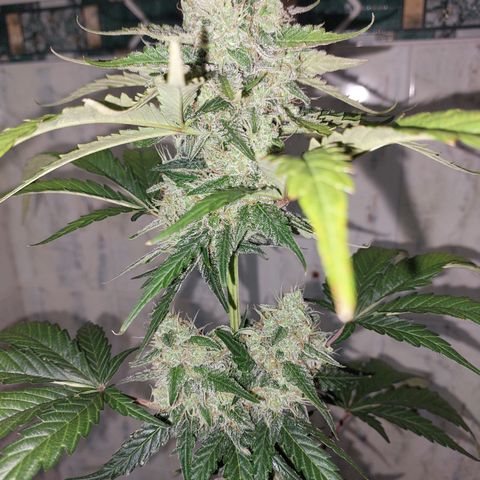 Maigualida growlog timeline photo