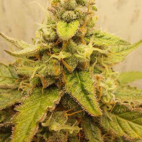 Maigualida growlog timeline photo