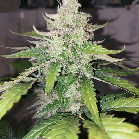 Maigualida growlog timeline photo