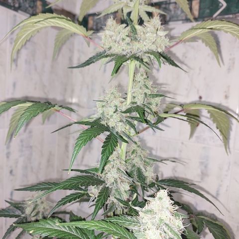 Maigualida growlog timeline photo