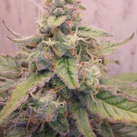Maigualida growlog timeline photo