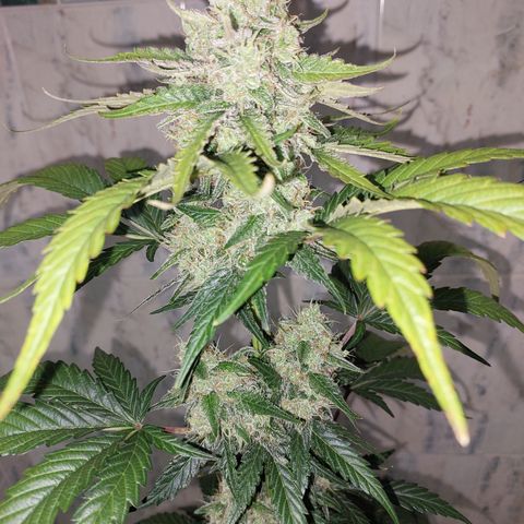 Maigualida growlog timeline photo