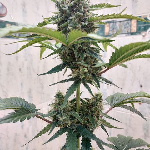 Maigualida growlog timeline photo