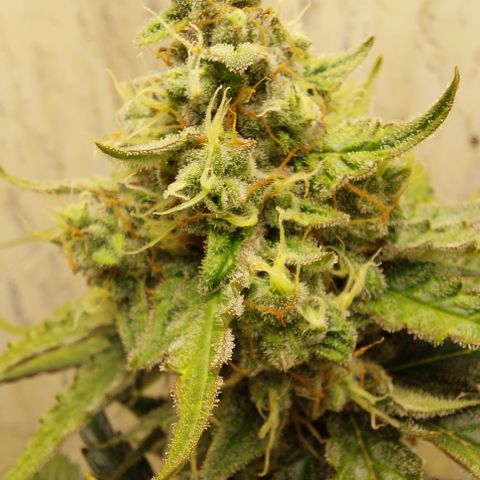 Maigualida growlog timeline photo
