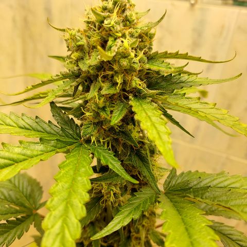 Maigualida growlog timeline photo