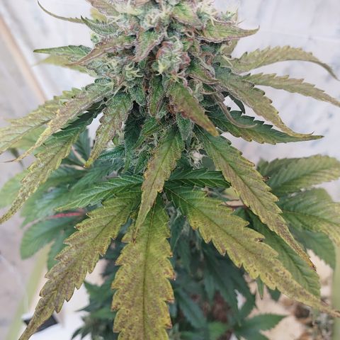 Maigualida growlog photo: Falta poco para su cosecha :) 