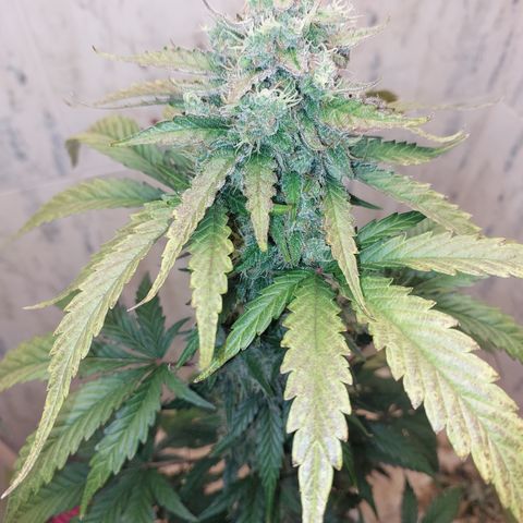 Maigualida growlog photo: Falta poco para su cosecha :) 