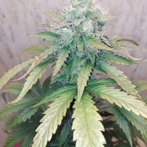 Maigualida growlog photo: Falta poco para su cosecha :) 