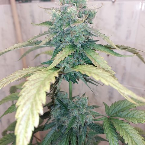 Maigualida growlog photo: Falta poco para su cosecha :) 