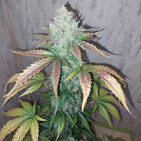 Maigualida growlog timeline photo