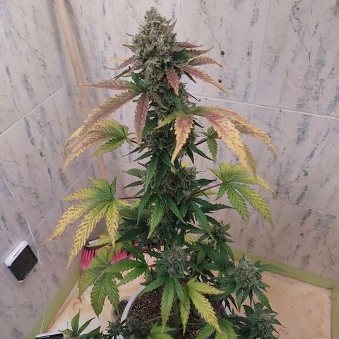 Maigualida growlog timeline photo