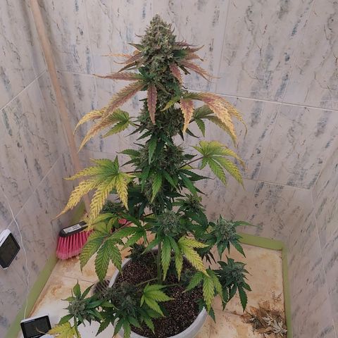 Maigualida growlog timeline photo