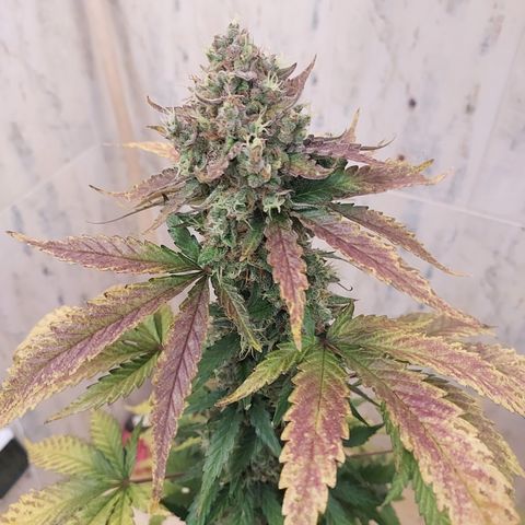 Maigualida growlog timeline photo