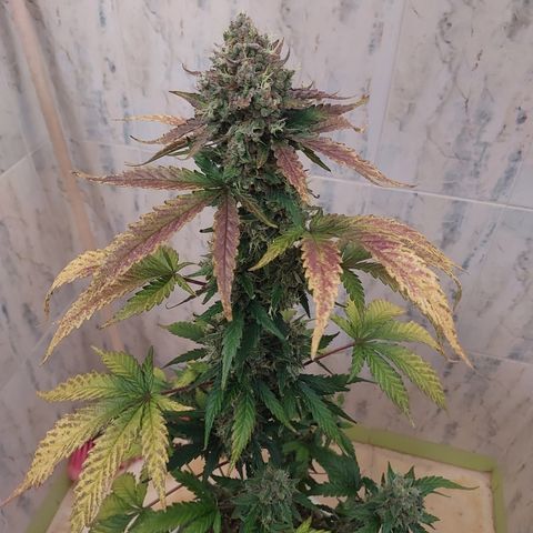 Maigualida growlog timeline photo