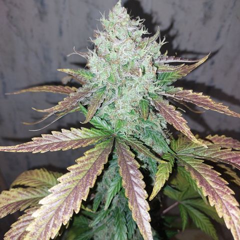 Maigualida growlog timeline photo