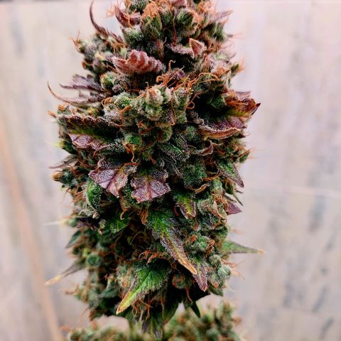 Maigualida growlog photo: Hoy es día de cosecha :) 
