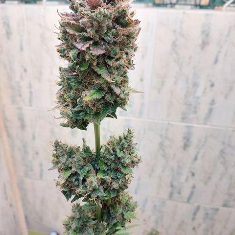 Maigualida growlog photo: Hoy es día de cosecha :) 