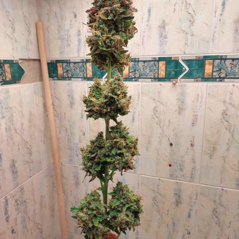 Maigualida growlog photo: Hoy es día de cosecha :) 