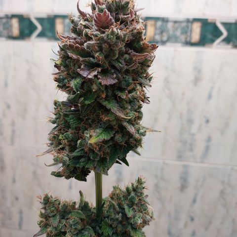 Maigualida growlog photo: Hoy es día de cosecha :) 