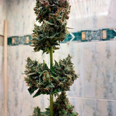 Maigualida growlog photo: Hoy es día de cosecha :) 