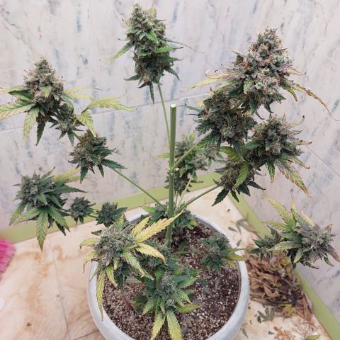 Maigualida growlog timeline photo