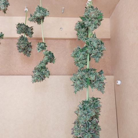 Maigualida growlog timeline photo