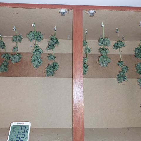 Maigualida growlog timeline photo